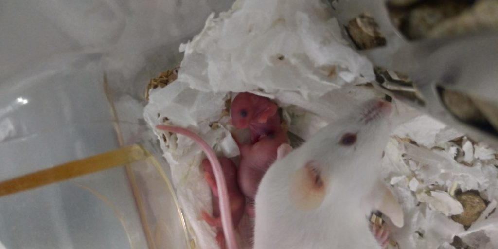 В Новосибирске родились мышата, восприимчивые к COVID-19