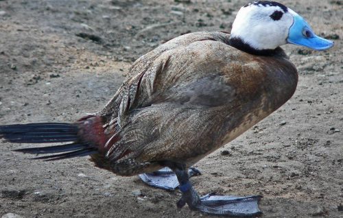 Экологи увеличат поголовье краснокнижных уток, которых разводят в Карасукском стационаре