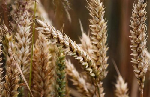 Устойчивые к заболеваниям сорта пшеницы представили на конференции селекционеров