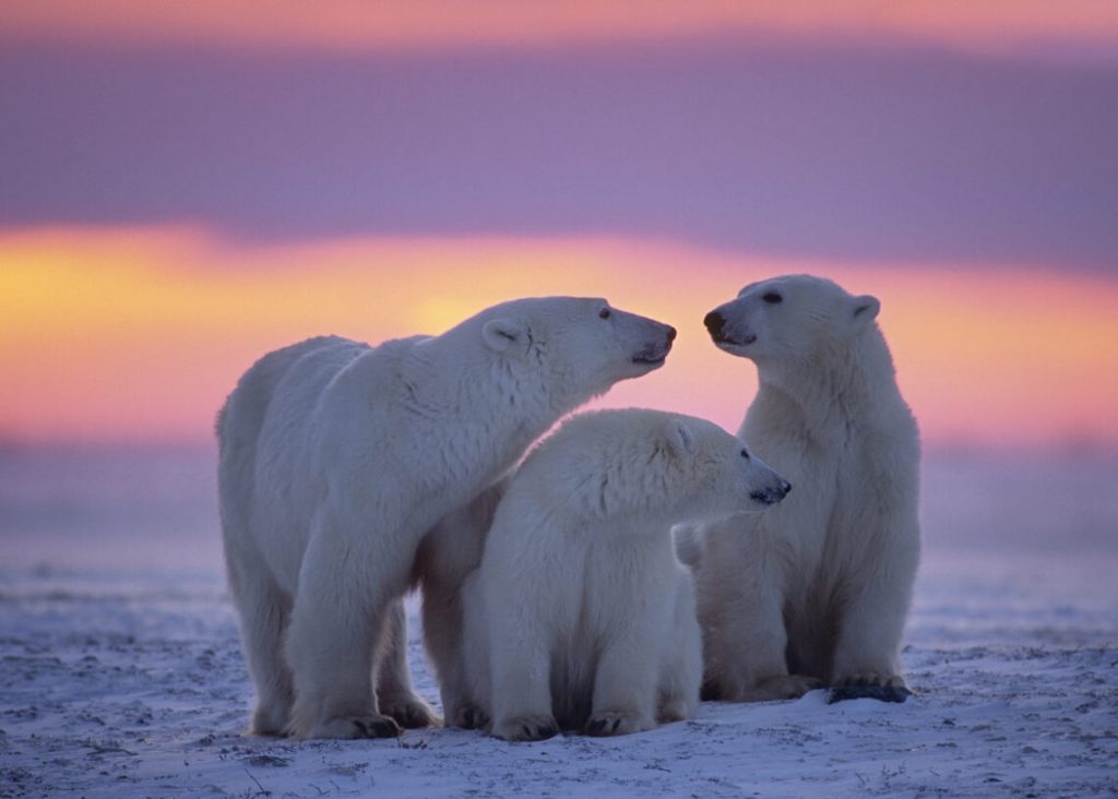 В Якутии будут ежегодно проводить авиамониторинг численности белых медведей в заповеднике