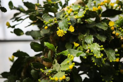 В Сибирском ботаническом саду зацвели «ушастые» кактусы