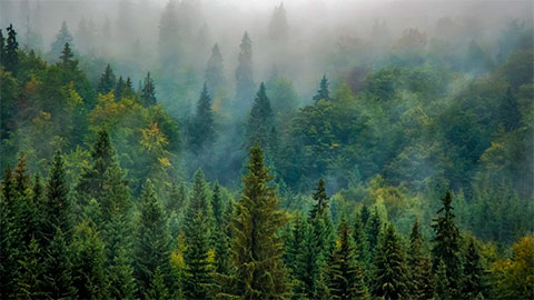 Ученые считают, что лесные пожары в Якутии влияют на глобальный климат