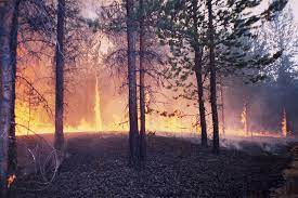 Лесные пожары — это стихия, которую надо контролировать…