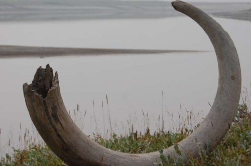 Исследование: вымирание шерстистых мамонтов в Сибири вызвано не деятельностью человека, а климатом